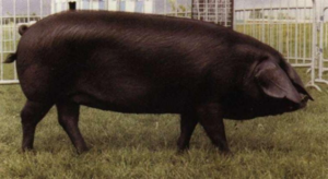 Черная свинья символизирует врага в окружении